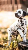 Dalmatian