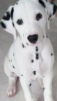 Dalmatian