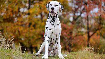 Dalmatian