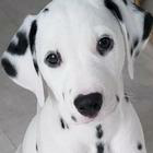 Dalmatian