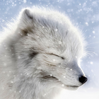 arctic fox wallpaper