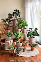 House Plant Decor