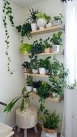 House Plant Decor