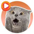 WASticker Cat Memes