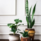 House Plant Decor