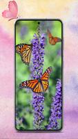 butterfly wallpapers